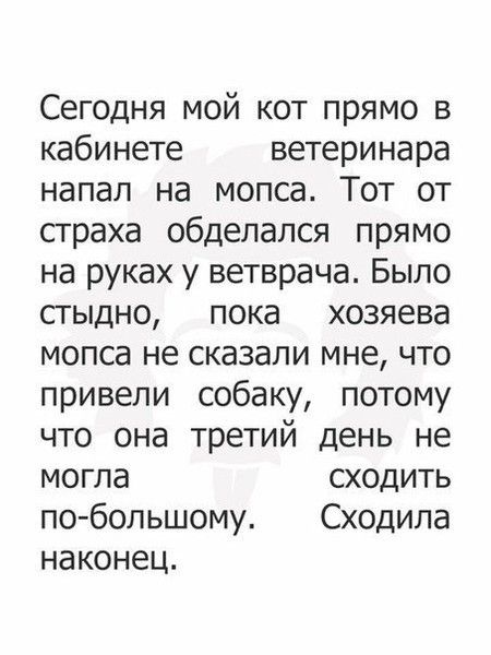 Сегодня мой кот прямо в кабинете ветеринара напал на мопса Тот от страха обделался прямо на руках у ветврача Было сгыдно пока хозяева мопса не сказали мне что привели собаку потому что она третий день не могла сходить по бопьшому Сходипа наконец