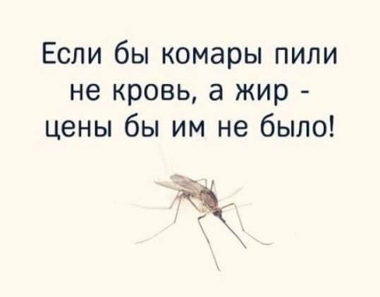 Если бы комары пили не кровь а жир цены бы им не было 1