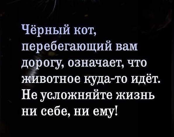 Чёрный кот перебегающий вам дорогу означает что неёхвотное куда то идёт Не усложняйте жизнь ни себе ни ему