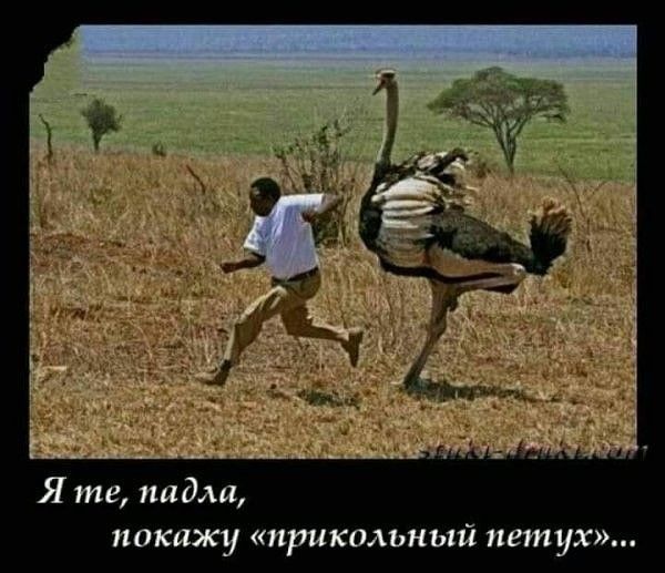 Я те падли покажу прикольный петух