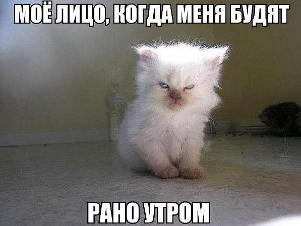 ШМщінпгдп мгнп видят