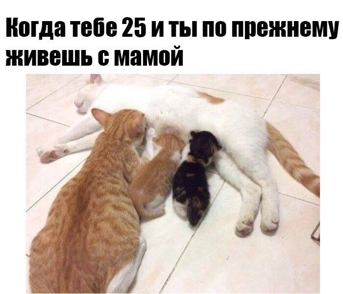 Когда тебе 25 и ты по прежнему живешь 9 мамей