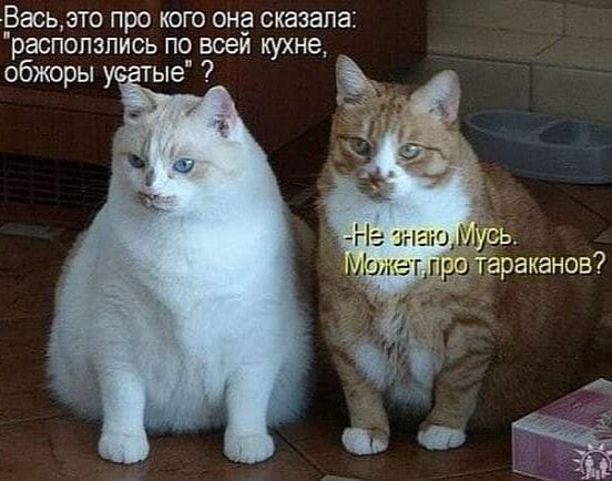ВЕСЬ ЭТО ПРО КОГО она сказала раСПОПЗПИСЬ ПО всей КУХНЕ обжоры тые