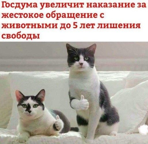 госдума увеличит наказание за жестокое обращение с животными до 5 лет лишения свободы