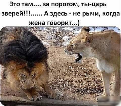 Это там за порогом тыцарь зверейН А здесь не рычи когда