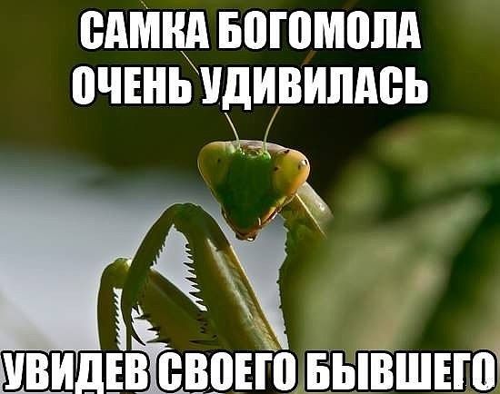 ШШШЭ БВШМШШ ОЧЕНЬ ШВИШШЬ _ _ ШДЕВ пврЕГЦБЬЁшвгт