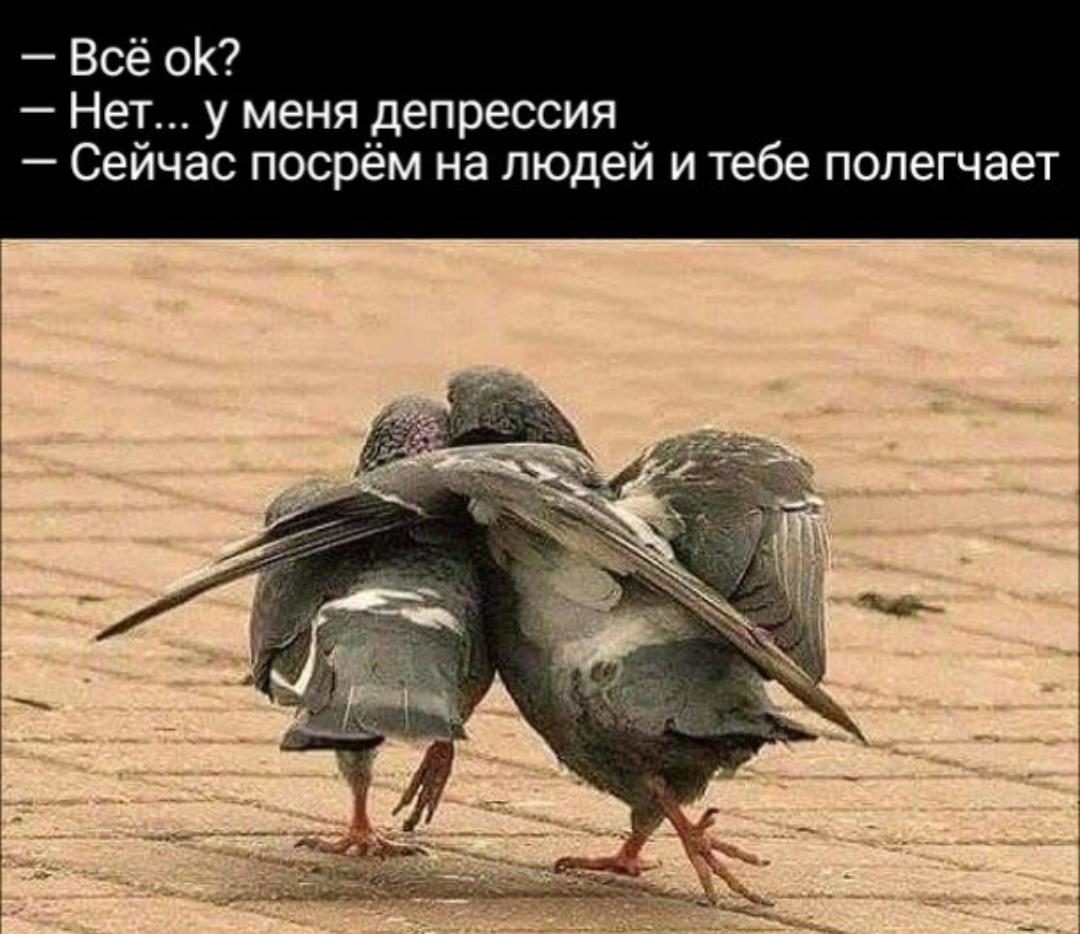 Всё оК Нет у меня депрессия Сейчас посрем на людей и тебе полегчает