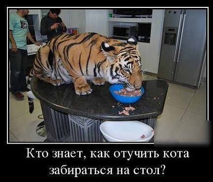 Кто знает как отучить кота забираться на стол