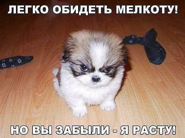 ЛЕГКО ОБИДЕТЬ МЕЛКОТУ Ё ВЫ И п ЕЁ ЁУЁ