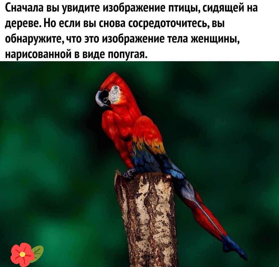 Сначала вы увидите изображение птицы сидящей на дереве Но если вы снова сосредоточитесь вы обнаружите что это изображение тела женщины нарисованной в виде попугая