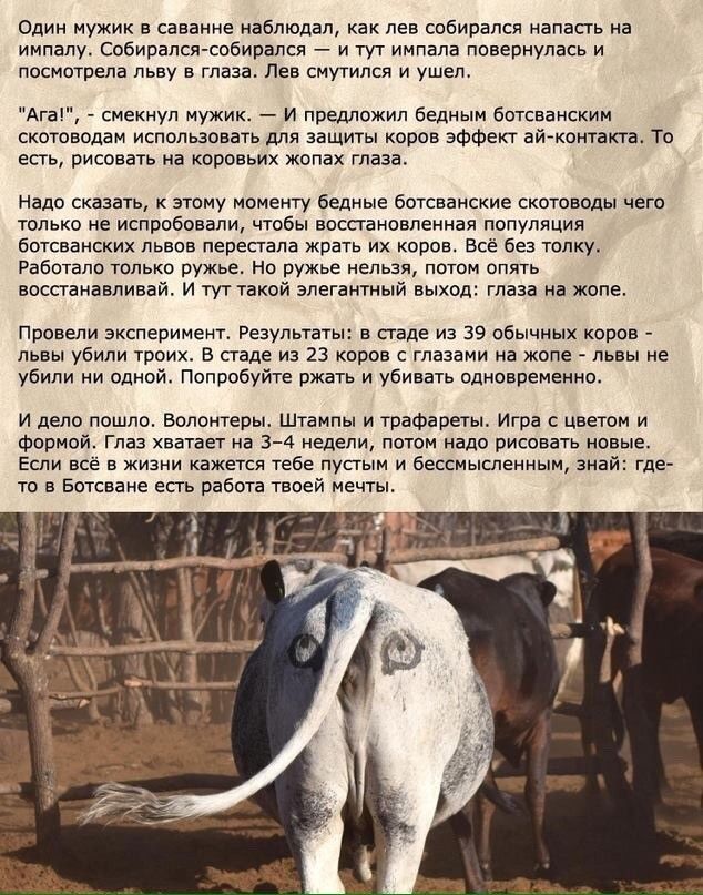 Один мужик в саванне наблюдал как лев собирался напасть на импалу Собирался собирался и тут импапа повернулась и посмотрела льву в глаза Лев смутился и ушел Ага смекнул мужик и предложил бедным ботсванским скотоводам использовать для защиты коров эффект айконтакта То есть рисовать на коровьих жопах глаза Надо сказать этому моменту бедные ботсванские скотоводы чего только не испробовали чтобы восст