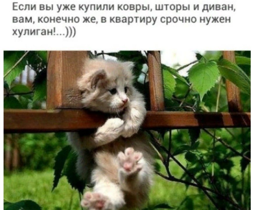 Если вы уже купили ковры шторы и диван вам конечно же в квартиру срочно нужен хулиган