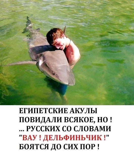 ЕГИПЕТСКИЕ АКУЛЫ ПОВИДАЛИ ВСЯКОЕ НО РУССКИХ СО СЛОВАМИ ВАУ ДЕЛЬФИНЬЧИК БОЯТСЯ ДО СИХ ПОР