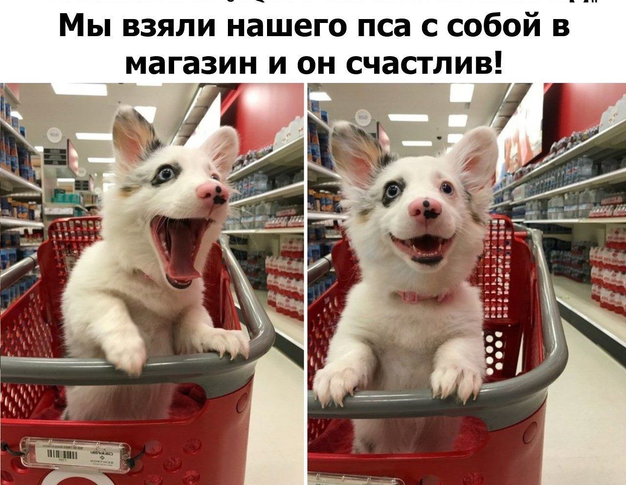 Самый новый прикол. Собака в супермаркете. Приколы. Мемы про животных. Смешные мемы с животными.