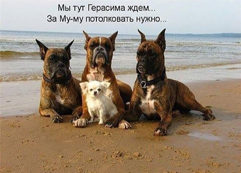 Мы тут Герасима ждем За Муму потопковать нужно