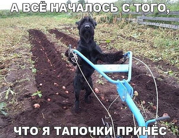 ы я   к  чтоя тапочкипри