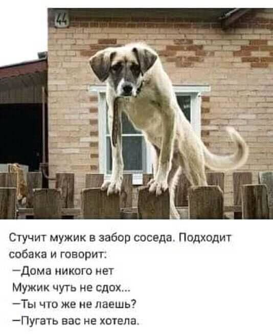 _ _ _ _ 4 Стучит мужик в забор соседа Подходит собака и говорит Дома никого нет Мужик чуть не сдох Ты что же не даешь Пугать вас не хотела