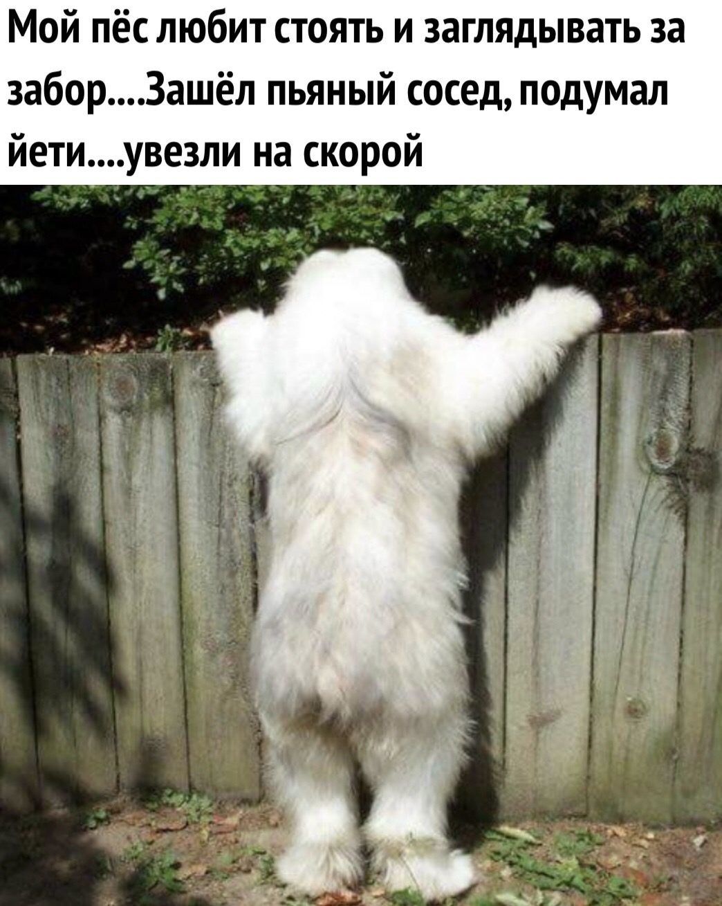 Мой пёс любит стоять и загЛЯДывать за заборЗашёл пьяный сосед подумал йетиувезли на скорой