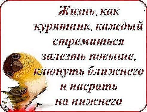 Жизнь как курятник каждый стремиться залезть повыше и насрать на нижнего