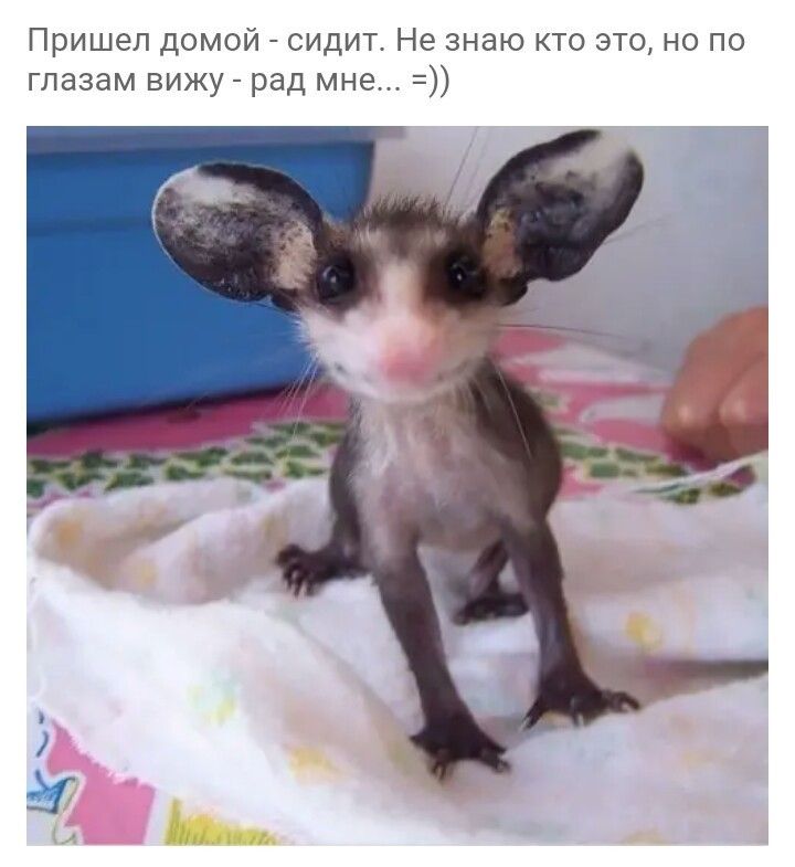 Пришел домой сидит Не знаю кто этоно по глазам вижу рад мне