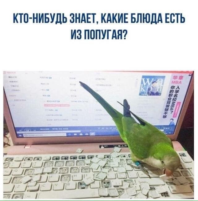 КАКИЕ БЛЮДА ЕСТЬ НИБУДЬ ЗНАЕТ ИЗ П0ПУГАЯ КТП __ и и 6 и РПЦЗ