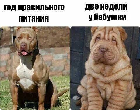 пд правильного две НЕДЕЛИ питания У бабушки