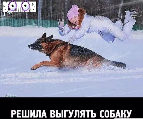 РЕШИЛА ВЫГУЛЯТЬ СОБАКУ