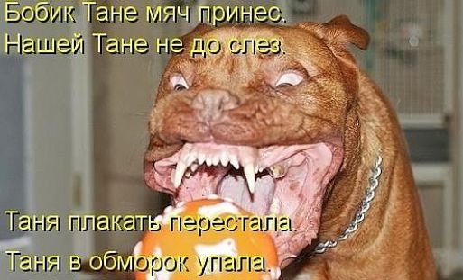 'оикогане мячиринес: