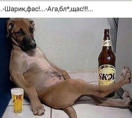 Шарикфас_ Агабпщас