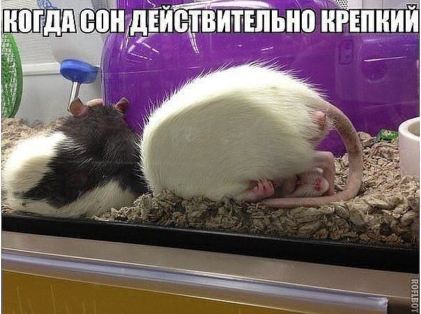 твитъпьйо ниши Ёйс