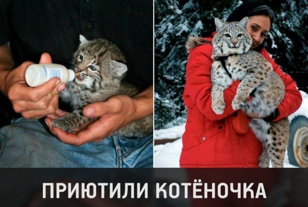 ПРИЮТИЛИ КОТЁНОЧНА
