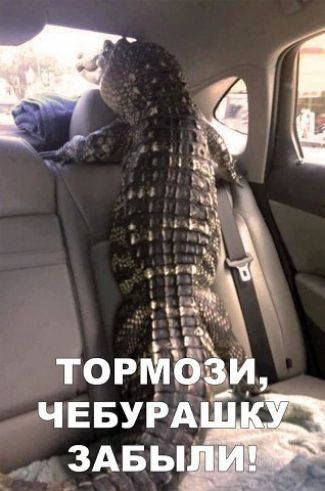 ЧЕБУРА ЗАБЫ