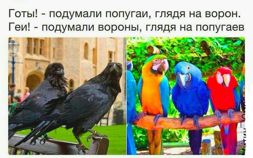ГОТЫ ПОДУМЗЛИ ПОПУГдИ ГЛЯДЯ Нд ворон Геи подумали ВОРОНЫ ГЛЯДЯ НЭ попугаев т