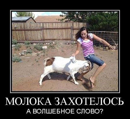 МОЛОКА ЗАХОТЕЛОСЬ А ВОПШЕБ НОЕ СЛОВО