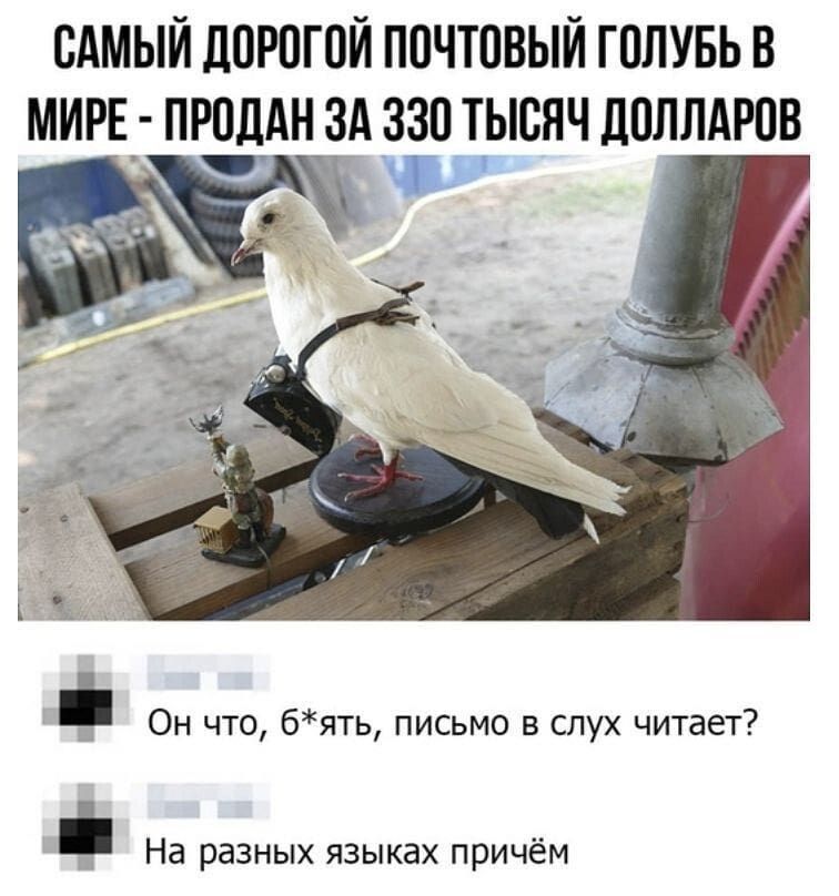 САМЫЙ ЛОРПГПЙ ПОЧТОВЫЙ ГОЛУБЬ В МИРЕ ПРПДАН ЗА 330 ТЫСЯЧ дПЛЛАРПВ _ Он что бять письмо в слух читает На разных языках причём