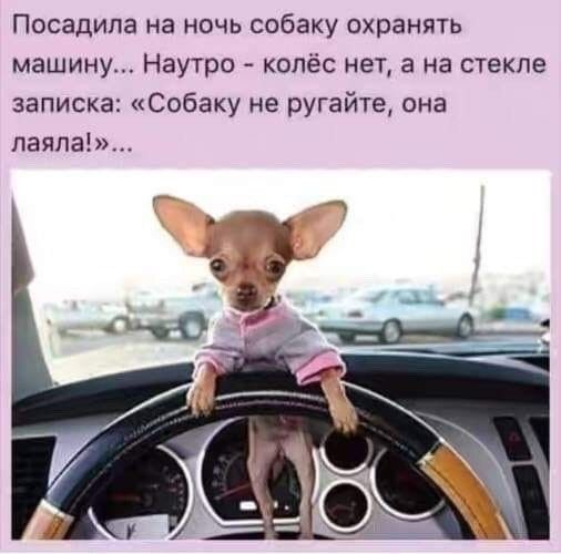 Посадила на ночь собаку охранять машину Наутро колёс нет а на стекле записка Собаку не ругайте она паяпа