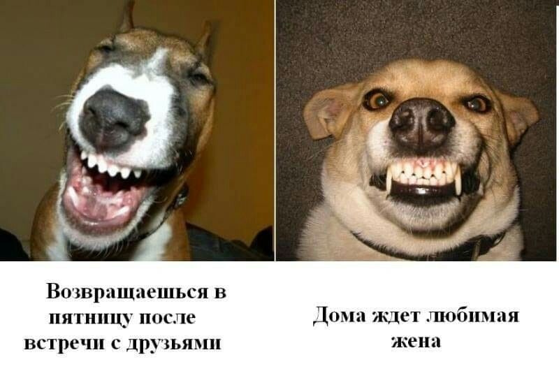 Втвращаешься в пятницу после Дома ждет гпобпмпя встречи с друзьями жена