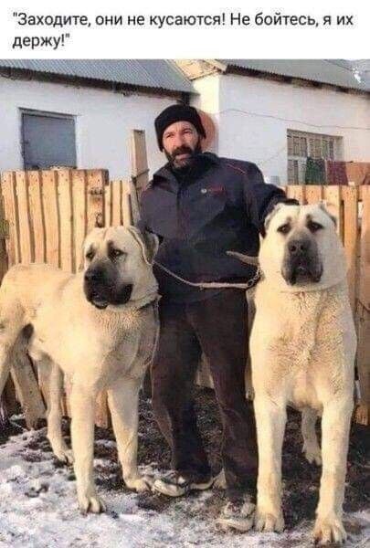 Заходите они не кусаются Не бойтесь их держу