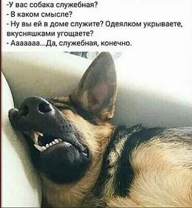 у вас собака служебная В каком смысле Ну вы ей в доме служите Одеяпком укрывает вкусняшками угошете Ааааааа да служебная канечна