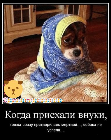 Когда приехали внуки кишка сразу пришорипась мертвой собак 9 Услы ш