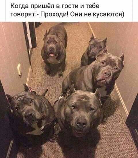 Когда пришёл в гости и тебе говорят Проходи Они не кусаются