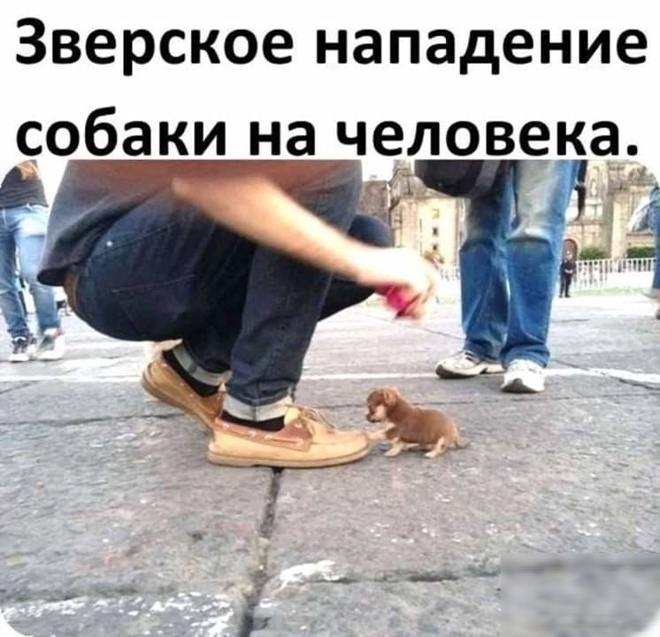 Зверское нападение собаки на___человека__