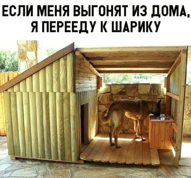ЕСЛИ МЕНЯ ВЫГОНЯТ ИЭ ДОМА Я ПЕРЕЕДУ К ШАРИКУ