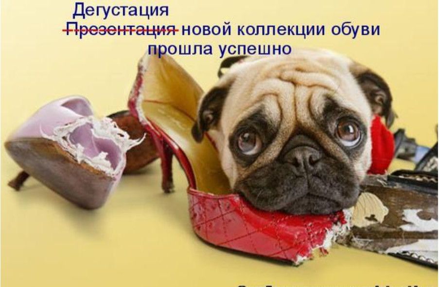 дегустация Презентация новой коллекции обуви прошла успешно _ __