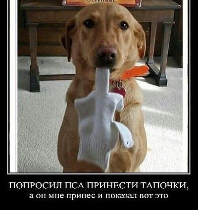 ПОПРОСИЛ ПСА ПРИНЕСТИ ТАПОЧКИ а он мне принес и показал вот это