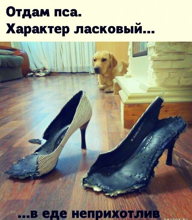 Отдам пса Характер ласковый