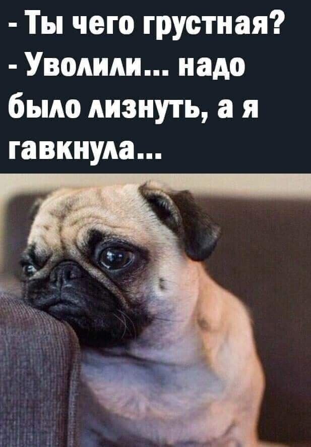 Ты чего грустная Уволили надо было лизнуть а я гавкнула