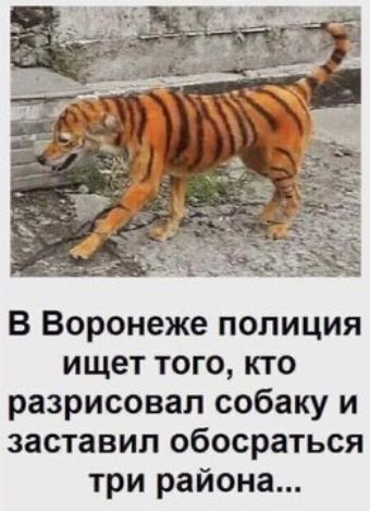 В Воронеже полиция ищет того кто разрисовал собаку и заставил обосраться три района