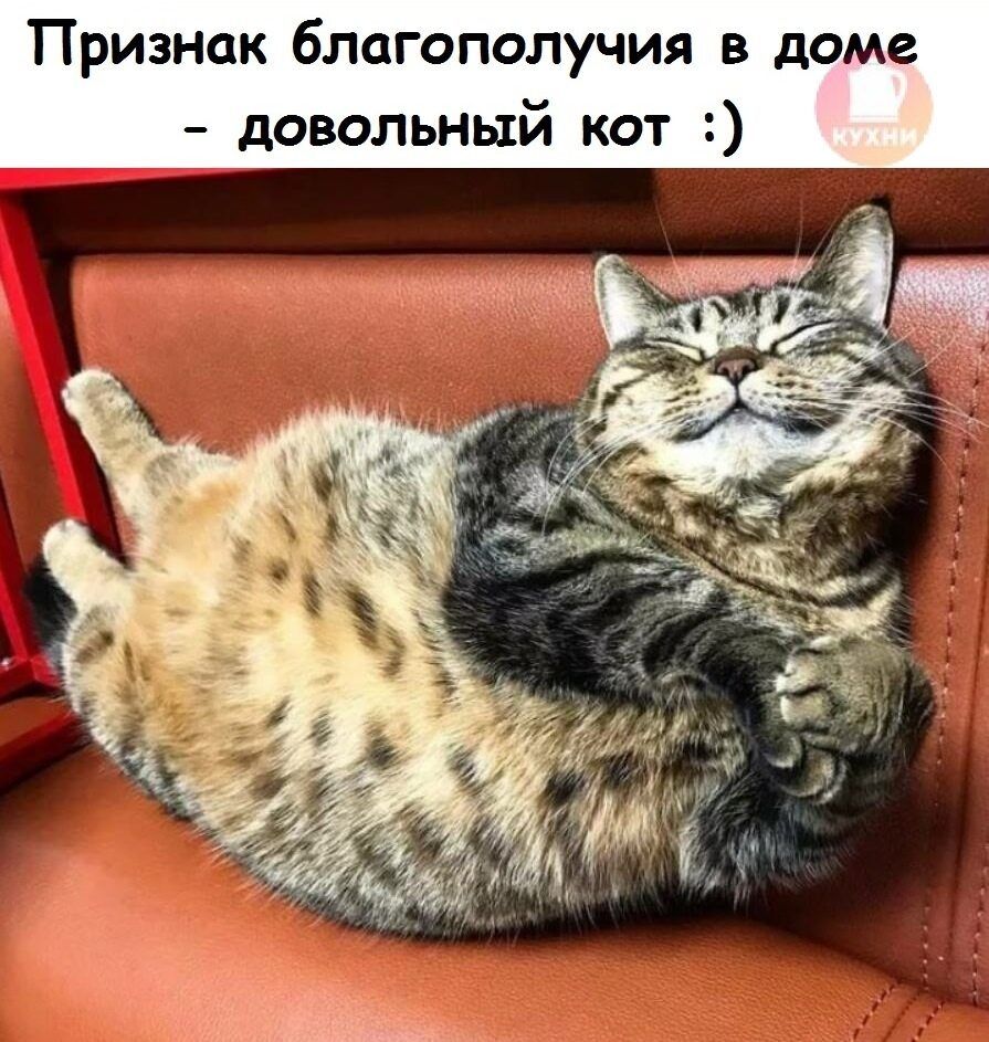 Признак благополучия в доме довольный кот