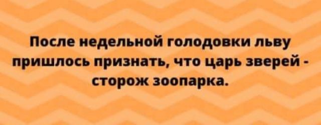 После недельной голодовки льву пришлось признать что царь иерей сторож зоопарка